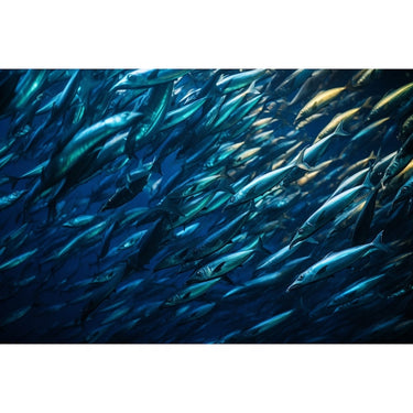 Banc De Poissons Tableau